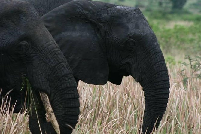 3 Days Group Safari To Queen Elizabeth Park In Uganda. - Guides make the difference, and names you might hear