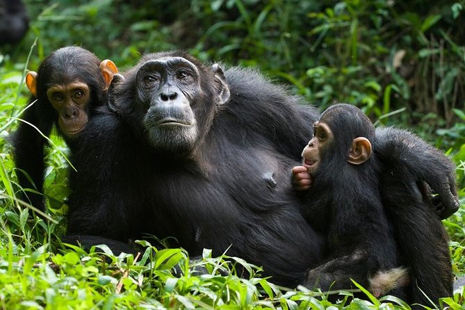 3 Days Kibale National Park Chimpanzee Tracking - Three Days in Western Uganda, Built Around Real Wildlife Time