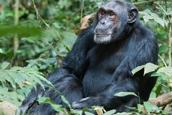 3 Days Lake Bunyonyi and Gorilla Trekking Tour in Uganda - Group size, timing, and the fitness reality check