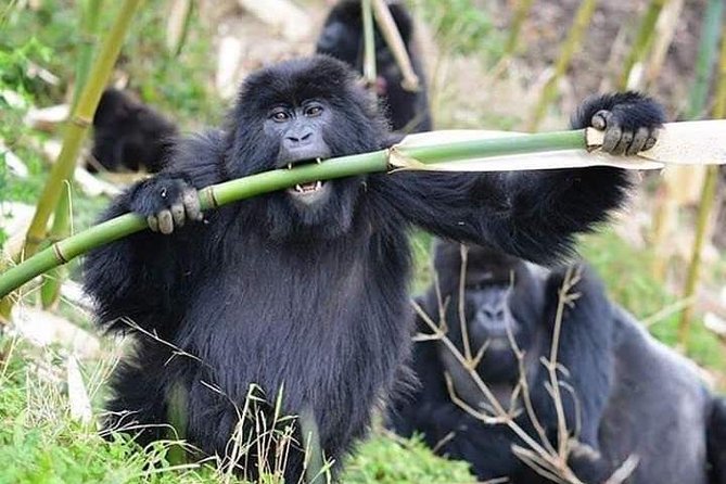 3 Days Lake Bunyonyi and Gorilla Trekking Tour in Uganda - Lake Bunyonyi afternoons: islands, birds, and local culture on the water