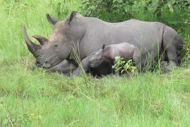 3 Days magical Murchison falls safari - Day 2 morning game drive, Delta point, then the Nile cruise to the falls