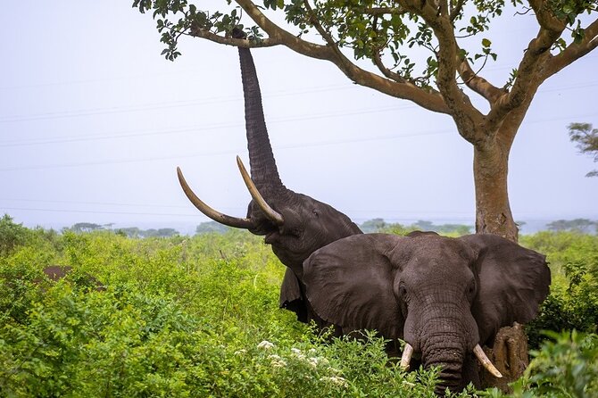 3 Days Murchison Falls Adventure Wildlife Safari Uganda Tour - Day 2 Morning Game Drive: The Northern Delta Nile Spotting Window