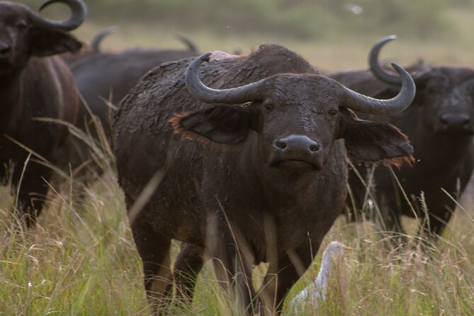 3 Days Murchison Falls Adventure Wildlife Safari Uganda Tour - Day 2 Afternoon: 3 Hours on the Nile and the Falls From Below
