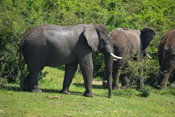 3 days Murchison Falls, Boat cruise and wildlife game viewing - Transport, gates, and why the route matters for sightings