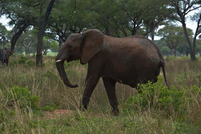 3 days Murchison Falls, Boat cruise and wildlife game viewing - Price check: what $1,159 per person gets you, and what to watch for