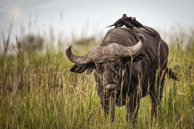 3 Days Murchison Falls Holiday Safari - From Kampala to the Park, and the Comfort Side of a Private Tour