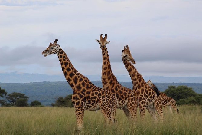 3 Days Murchison Falls Holiday Safari - Visiting the Top of Murchison Falls: Why Two Viewpoints Matter