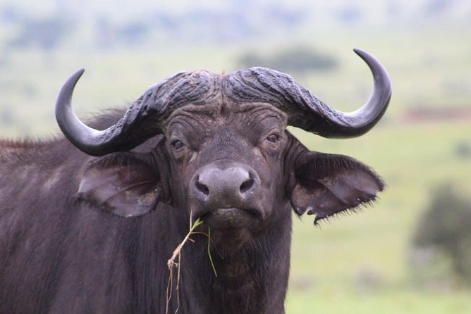 3 Days Murchison Falls Holiday Safari - Optional Chimpanzee Tracking in Budongo Forest Reserve