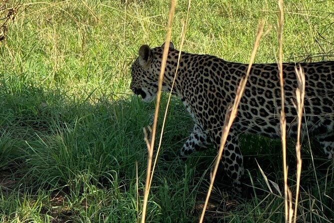 3 Days Murchison Falls National Park Safari & Rhino tracking - From Kampala to Ziwa Rhino Sanctuary, rhinos at safe walking distance