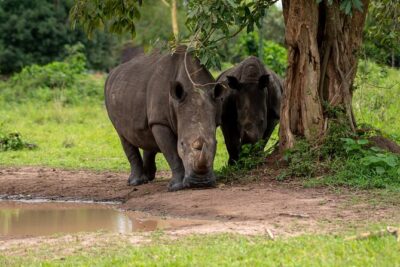 3 Days Murchison Falls National Park Safari & Rhino tracking