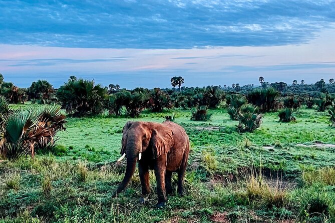3 Days Murchison Falls National Park Safari & Rhino tracking - Who this safari fits best