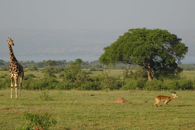 3 Days Murchison falls park Uganda - Key things to know before you go