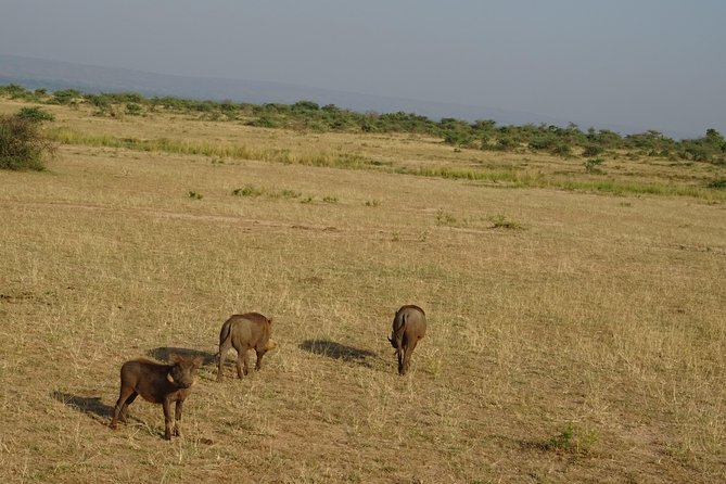 3 Days Murchison falls park Uganda - Murchison Falls and Ziwa rhinos in 3 days, what this itinerary really delivers
