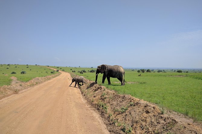 3 Days Murchison falls park Uganda - Ziwa Rhino Sanctuary, rhino trekking without the fluff