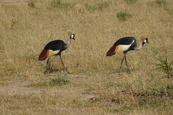 3 Days Murchison falls park Uganda - Murchison Falls game drives, spotting strategy and what to expect