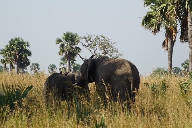 3 Days Murchison falls park Uganda - Top of the falls and the Nile boat cruise, the wow factor that changes with the season