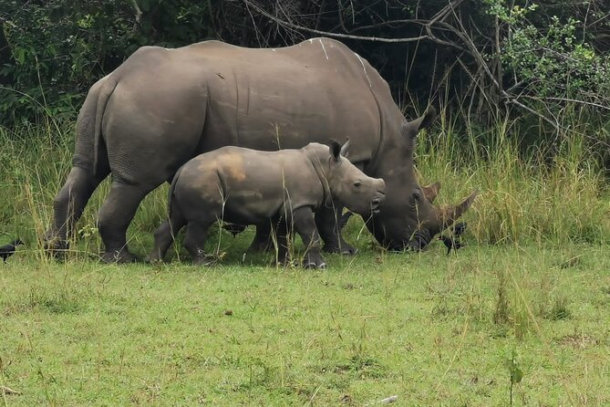 3 Days Murchison falls park Uganda - Price and value: is $800 per person fair for what’s included?