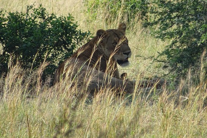 3 Days Murchison falls park Uganda - Entebbe pickup and the route you’ll feel in real life