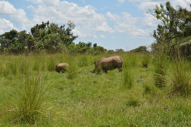 3-Days Murchison Falls Vacation Including Big 5 Sighting! - Price and Logistics: Is $1,000 Per Person Worth It?