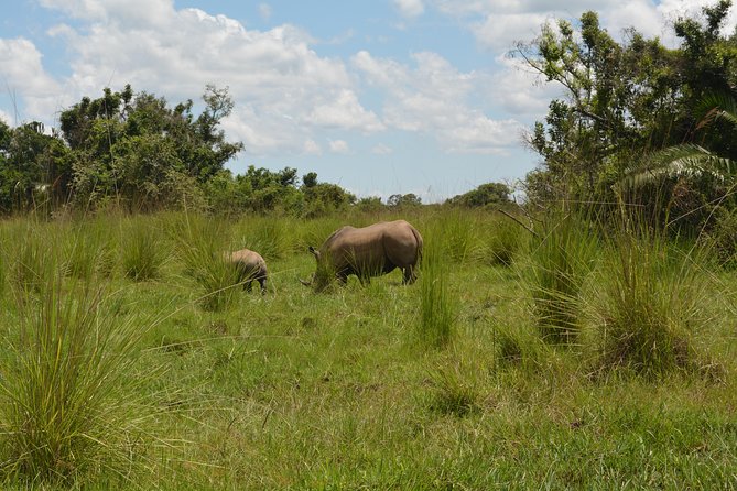 3-Days Murchison Falls Vacation Including Big 5 Sighting! - Day 2: Morning Game Drive, Then the Nile Boat Cruise Under the Falls