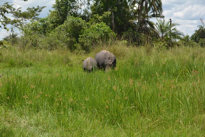 3-Days Murchison Falls Vacation Including Big 5 Sighting! - Day 1 Wildlife Reality Check: Why Early Planning Matters