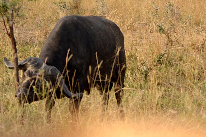 3 Days Murchison Falls Wildlife Safari - Murchison Falls and Ziwa Rhino work, in one tight itinerary