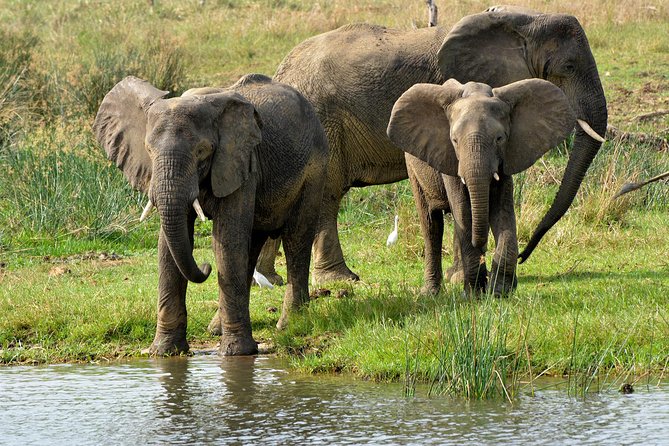 3 Days Murchison Falls Wildlife Safari - Day 1: Ziwa Rhino Sanctuary, then the top of Murchison Falls