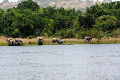 3 Days Murchison Falls Wildlife Safari