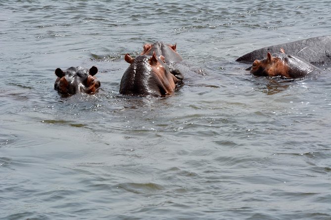 3 Days Murchison Falls Wildlife Safari - Timing and comfort: the real key to enjoying a 3-day safari