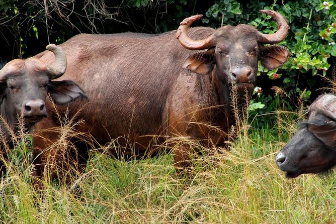3 Days Murchison Falls Wildlife Safari - Who this safari fits best (and who should think twice)