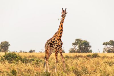 3 Days Private Tour in Murchison Falls National Park
