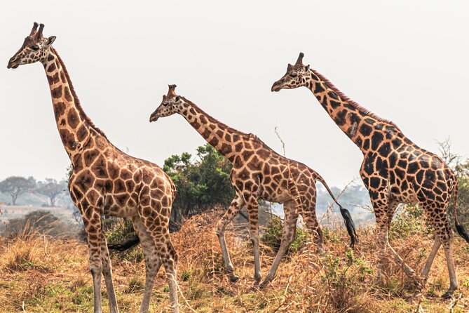 3 Days Private Tour in Murchison Falls National Park - Should you book this 3-day private Murchison Falls safari?