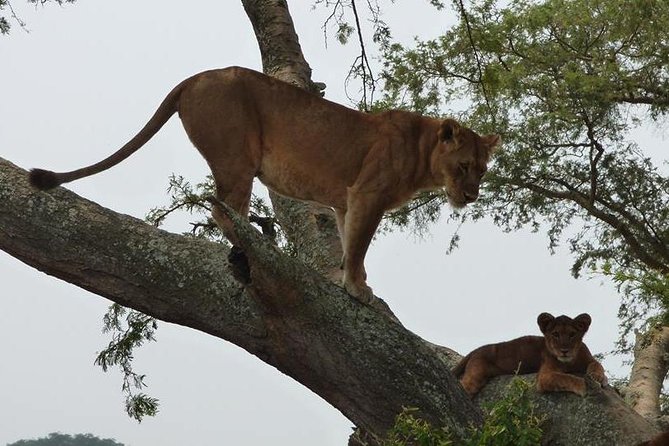 3 days Queen Elizabeth National Park Uganda Safari - Queen Elizabeth National Park safari: why this combo works