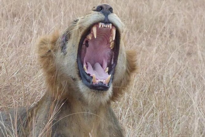 3 days Queen Elizabeth National Park Uganda Safari - Kazinga Channel boat ride: the wildlife viewing from water level