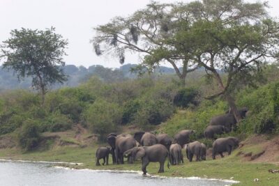 3 days Queen Elizabeth National Park Uganda Safari