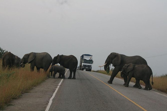 3 days Queen Elizabeth National Park Uganda Safari - Chimpanzee primate walk: what to expect from the guided portion
