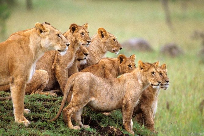 3-Days Safari to Murchison Falls National Park with Rhino Sanctuary hike - Key highlights worth planning around