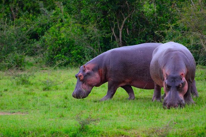 3-Days Safari to Murchison Falls National Park with Rhino Sanctuary hike - Budongo Forest chimp tracking: walking the forest for permits and close sightings
