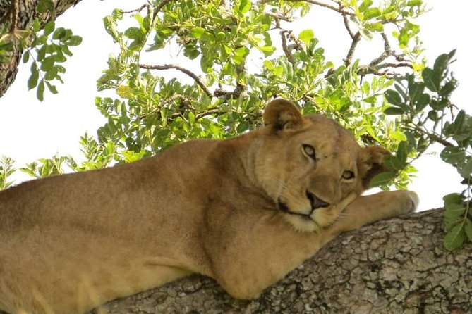 3-Days Safari to Murchison Falls National Park with Rhino Sanctuary hike - Price and logistics: what $1,282.06 covers in real terms