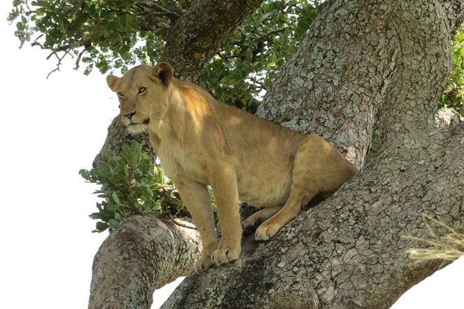 3-Days Safari to Murchison Falls National Park with Rhino Sanctuary hike - Meals, comfort, and what your days will feel like