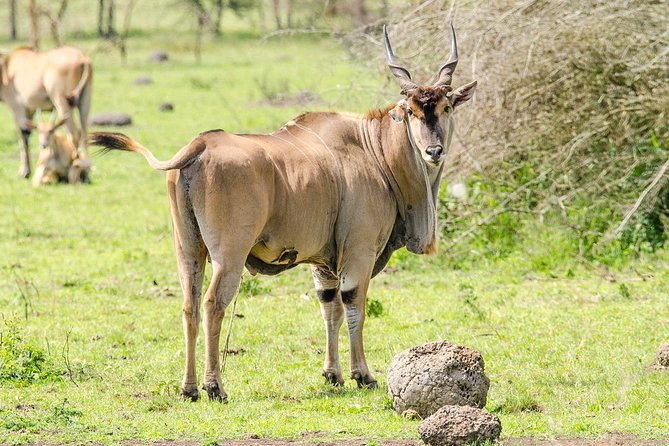3-Days Safari to Murchison Falls National Park with Rhino Sanctuary hike - Ziwa Rhino Sanctuary and the White Rhino tracking day