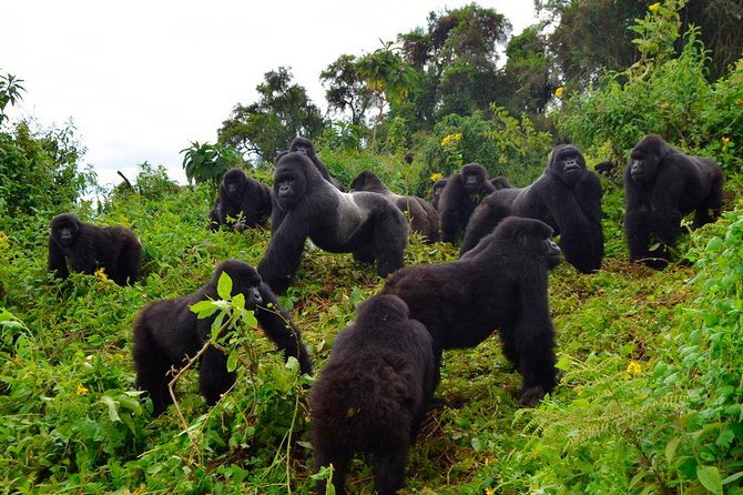 3 days Uganda Gorilla safari tour with relaxation on Lake Bunyonyi - The mix that makes this trip work: gorillas first, lake time second