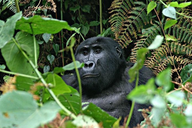 3 days Uganda Gorilla safari tour with relaxation on Lake Bunyonyi - Day 2 in Bwindi: ranger briefing, trail time, and your gorilla hour