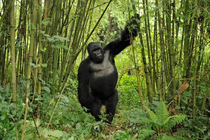 3 days Uganda Gorilla safari tour with relaxation on Lake Bunyonyi - Lake Bunyonyi: your reward after the trek, with swim time built in