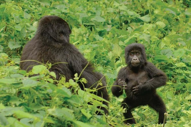 3 days Uganda Gorilla safari tour with relaxation on Lake Bunyonyi - Day 3: Mabamba Shoebills, Igongo Cultural Center, and the road back via the Equator