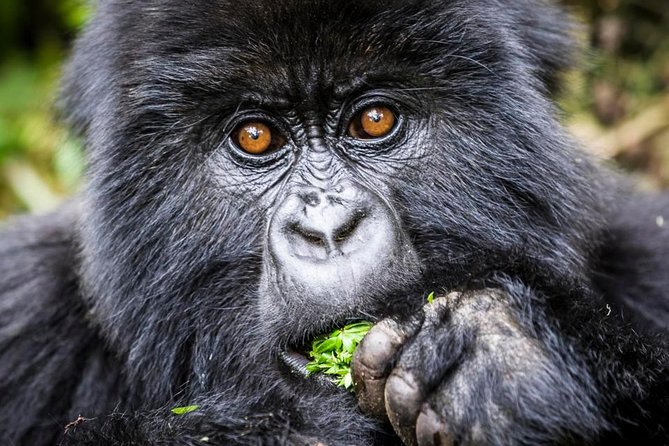 3 days Uganda Gorilla safari tour with relaxation on Lake Bunyonyi - Price and value: what you are paying for, and what to budget separately