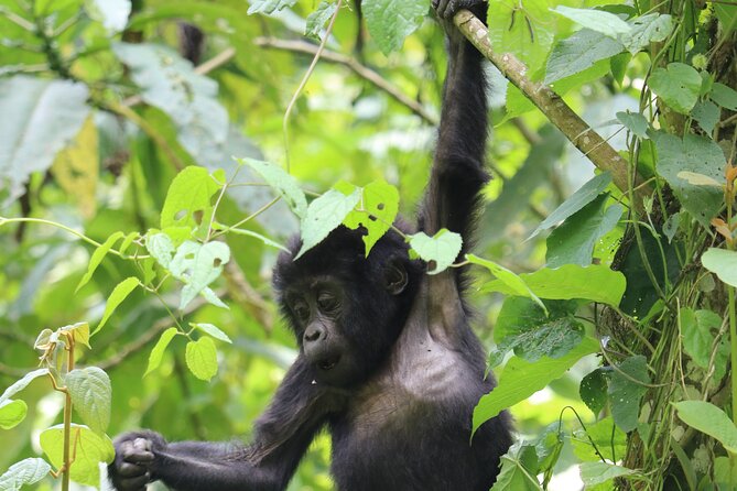 3 Days Uganda Gorilla trek Safari Tour - Key things that make this tour worth a close look