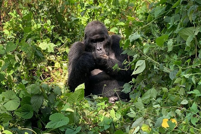 3 Days Uganda Gorilla trek Safari Tour - Green Equator break: photos and the water drainage experiment