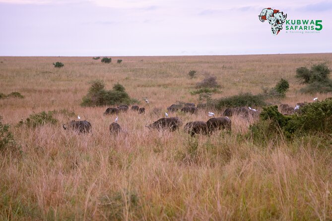 3 Days Wild Tour Queen Elizabeth National Park Safari Uganda - Kazinga Channel boat cruise: buffalo, hippo, and birdlife time