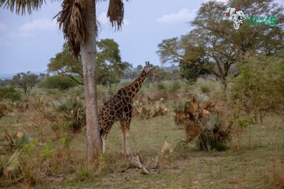 3 Days Wild Tour Queen Elizabeth National Park Safari Uganda